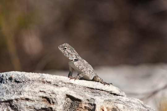 Agama, South Africa