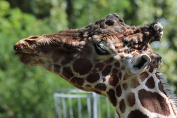 Giraffe