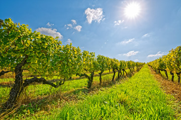 Obraz premium Vineyard at sunny day