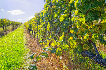 Vineyard at sunny day