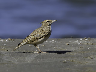 Crested Lark Standing on the Beach