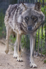 Naklejka na ściany i meble Wild Mature Wolf in Ecological Reserve
