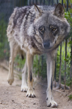 Wild Mature Wolf in Ecological Reserve