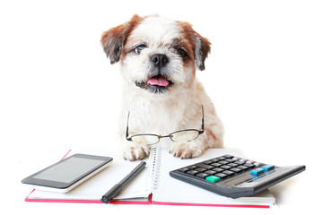 Dog work with notebook and office supplies on table white isolated background.	