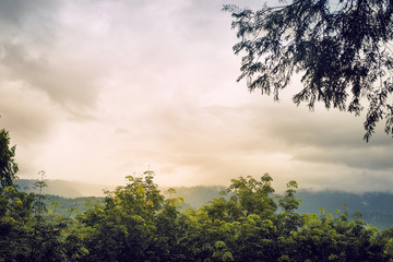 Obraz premium Rain forest forest on a rainy day