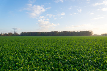 Morning scenery and silhouette of the farm, nature ,fog and yellow sunshine flare in suburban Düsseldorf, Meerbusch Germany