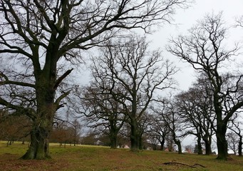 Obraz premium Hüteeichen knorrige Eichen
