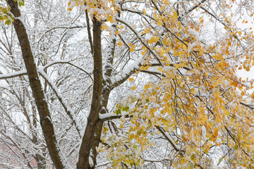 First snow and autumn leaves in city park