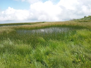 Fototapeta na wymiar 湿地帯