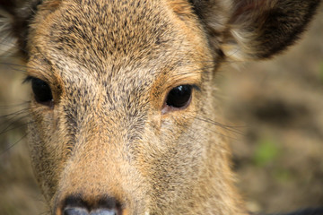 Fototapeta premium 奈良の鹿