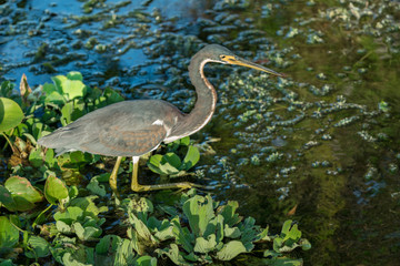 Tricolor heron hunting in the wetlands