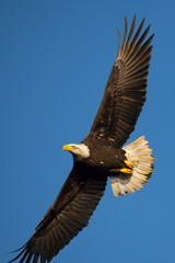 Bald Eagle in Flight