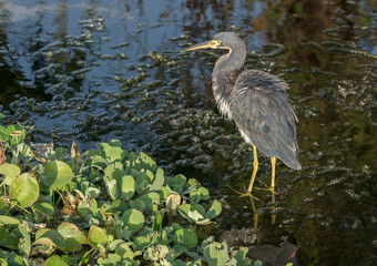 Little blue heron in the everglades