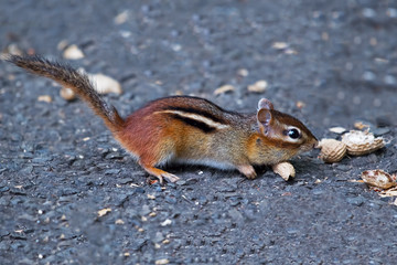 Chipmunk Eating Peanuts