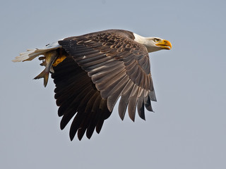 Bald Eagle in Flight with Fish