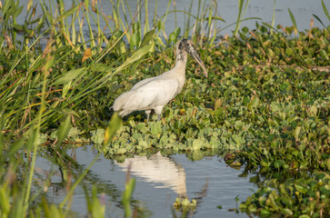 Wood stork hunting in the Florida wetlands