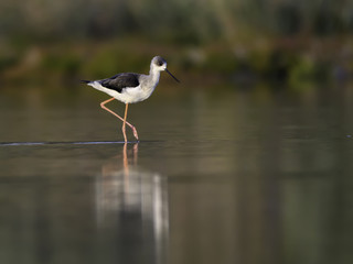Black-winged Stilt Foraging on the Pond n Early Morning Light