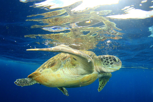 Green Sea Turtle