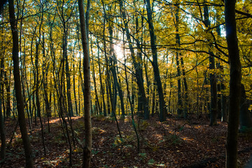 Naklejka premium Wald