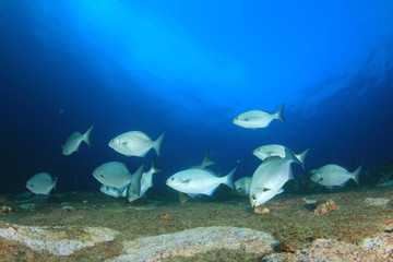 Fototapeta na wymiar Fish school hunting on coral reef
