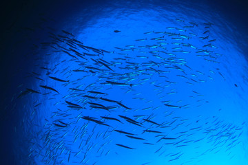 Barracuda fish in ocean