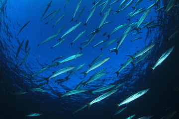 Barracuda fish in ocean