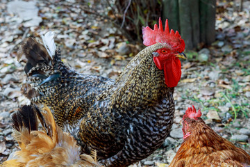 cocks with red comb in the garden