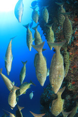 Fish school hunting on coral reef