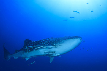 Whale Shark