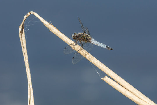 Libelle auf Schilf