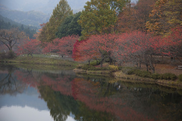 Fototapeta na wymiar 紅葉　水面に映る紅葉