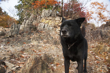 犬　黒い犬　野生的