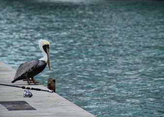 Pelican perched on concrete ledge next to fishing rod with droplets of water dripping off of the tip of his bill.