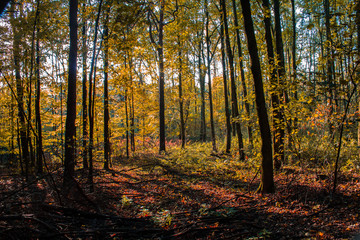 Fototapeta premium Wald