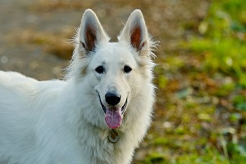 Smiling white swiss shepherd dog with pink tongue - closeup image with blurry background