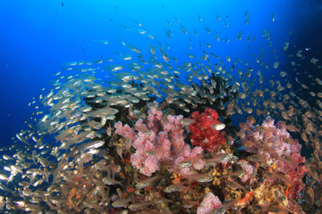 Naklejka na ściany i meble Fish underwater on coral reef