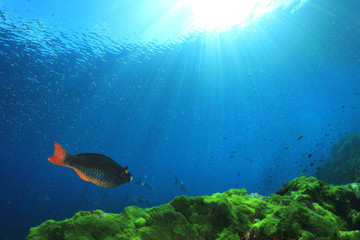 Fototapeta na wymiar Underwater. Green algae and blue water with fish