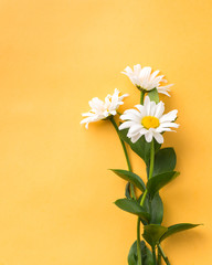 Bouquet of chamomiles on yellow summer bright background. Fresh flowers. beautiful bouquet of wildflowers. Copy Space. Place for text. Food photo. Flat lay, top view.space for text