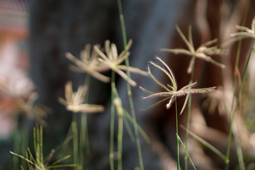 Cyperus rotundus L. ( Nut grass or Coco grass) growth in garden  on the sun’s shining day, nature background