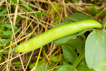 Fava beans plant in the garden with mature stroke