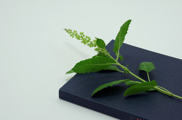 Holy basil on book isolated on white background, business concept