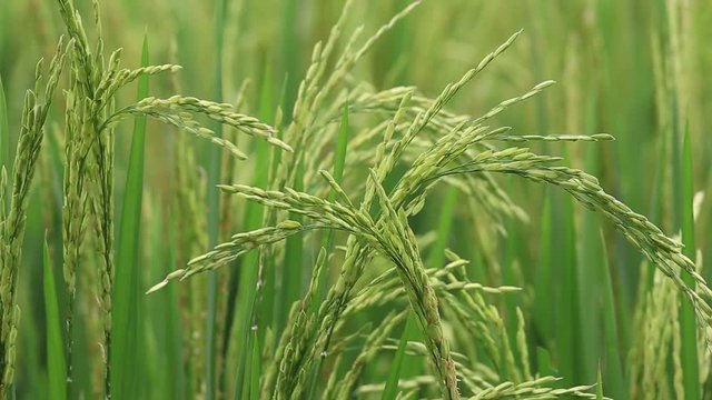 Green field with rice stalks swaying in the wind blows. Ubud, island Bali, Indonesia. Close up