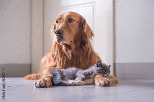 Golden Retriever And British Short Hair Cat Stock Photo And