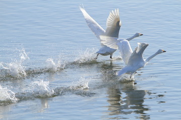 助走する白鳥　Swans take off	