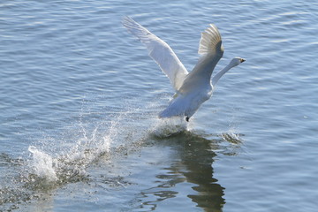 Fototapeta na wymiar 助走する白鳥　Swan take off 