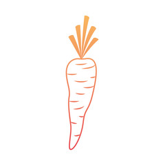 carrot vegetable in degraded orange to magenta color contour