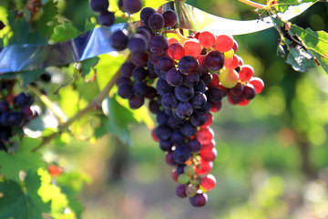 Blue grapes on a branch in the vineyard