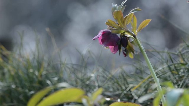 クリスマスローズ
