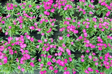 Dianthus chinensis  in full bloom