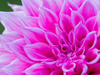 Pink dahlia close up